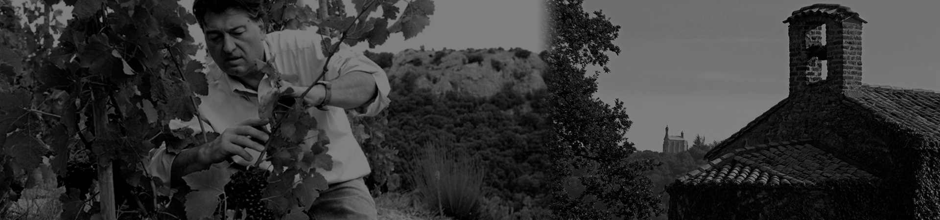 Vin Producenter Vin Producenter